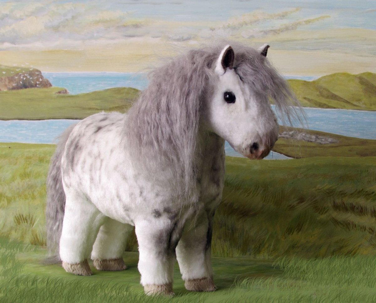 Серый шетлендски йпори