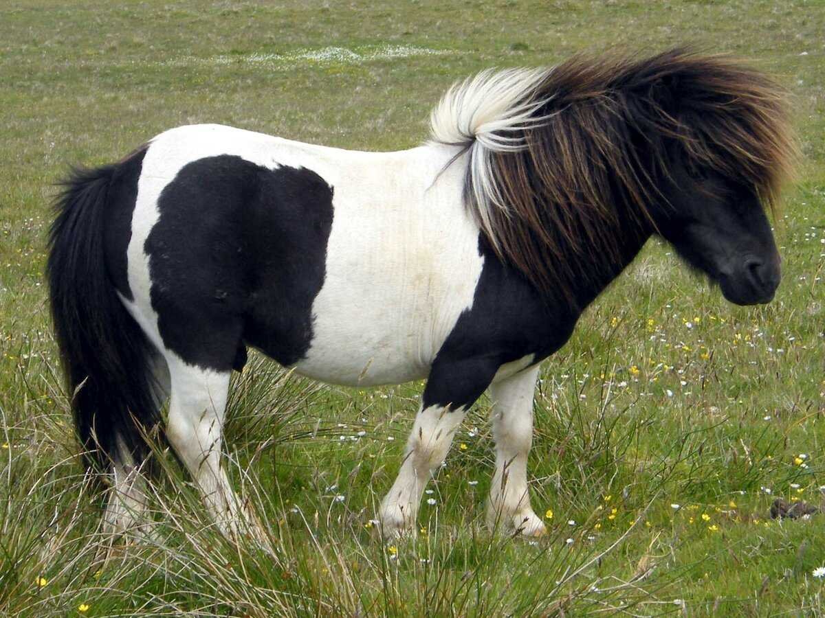 Лошадь шетлендский пони