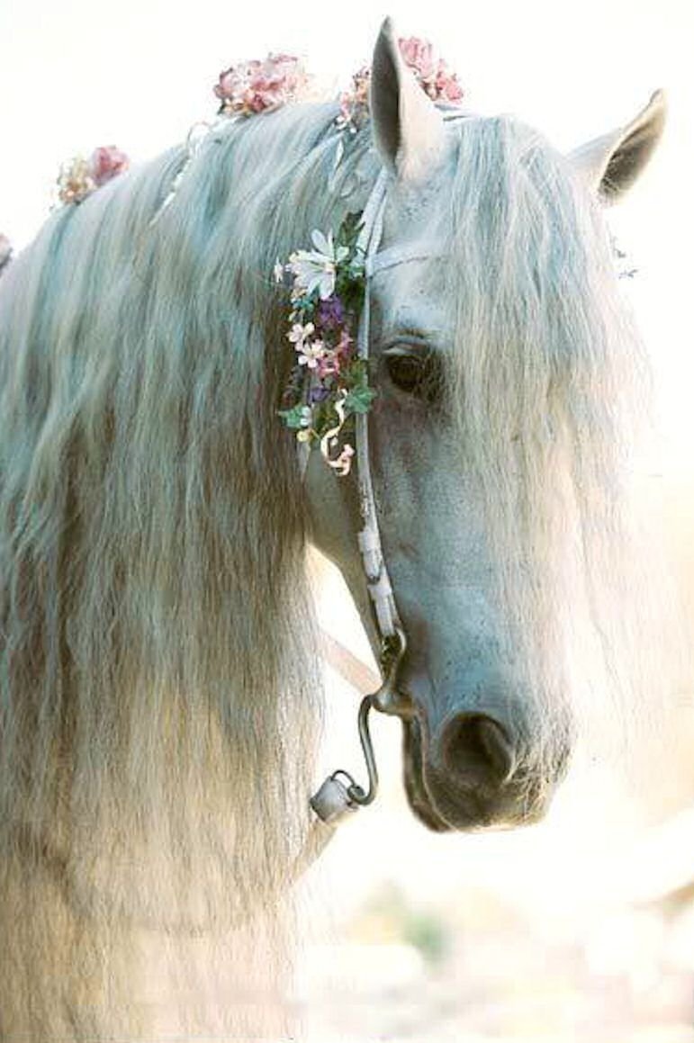 Лошадь с венком