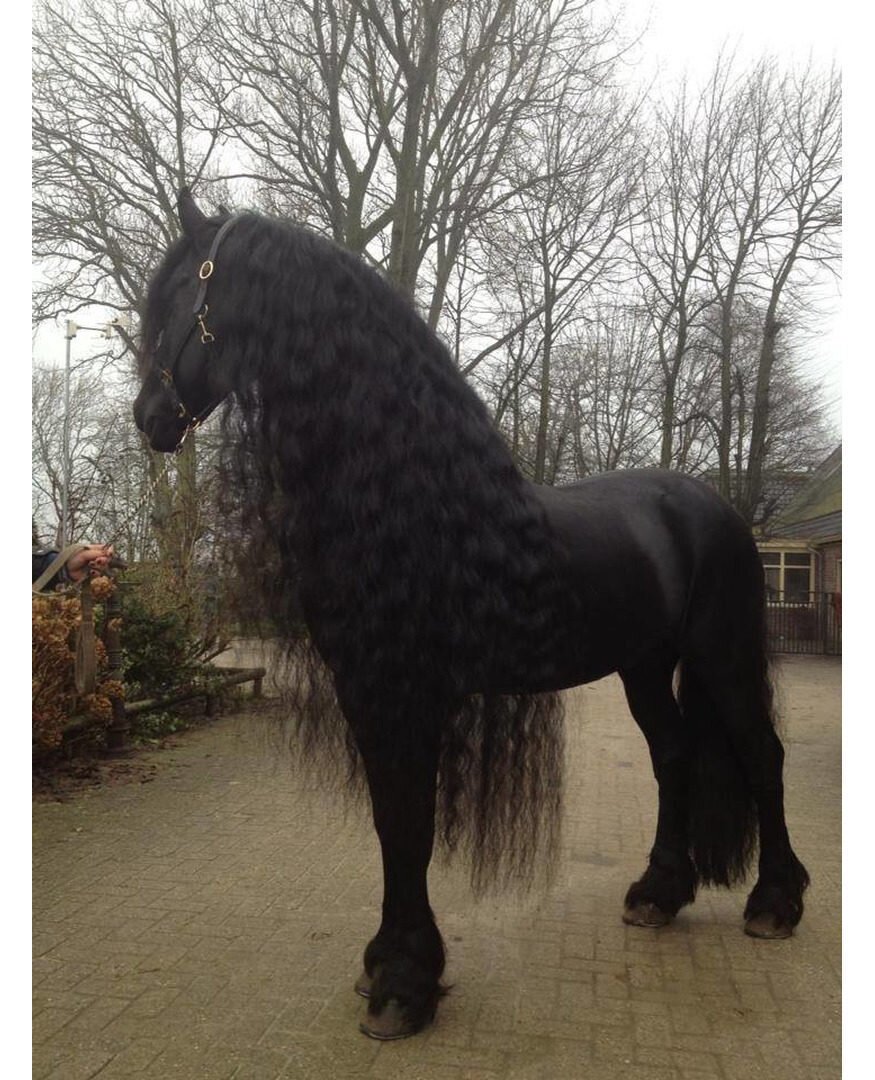 Фризская лошадь грива