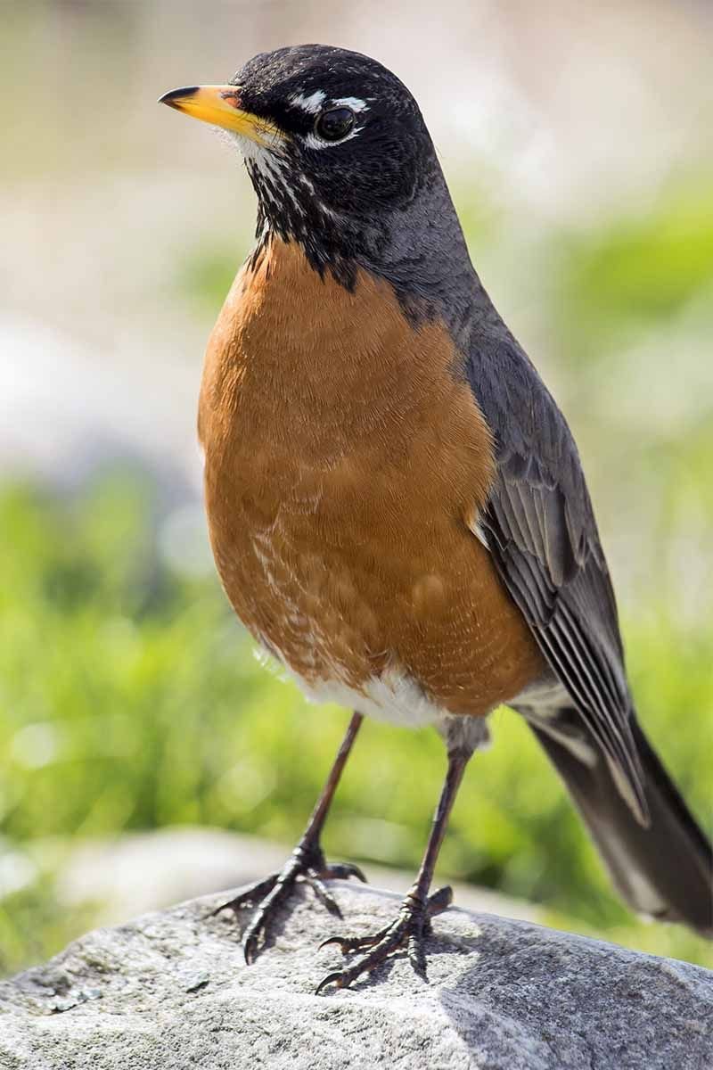 Птица с желтым клювом в Подмосковье