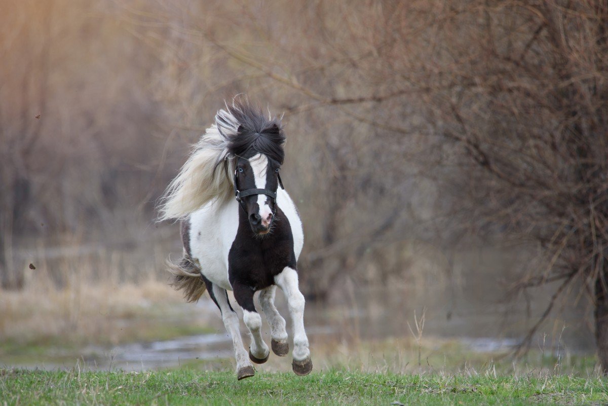 Тинкер обои лошадь на телефон