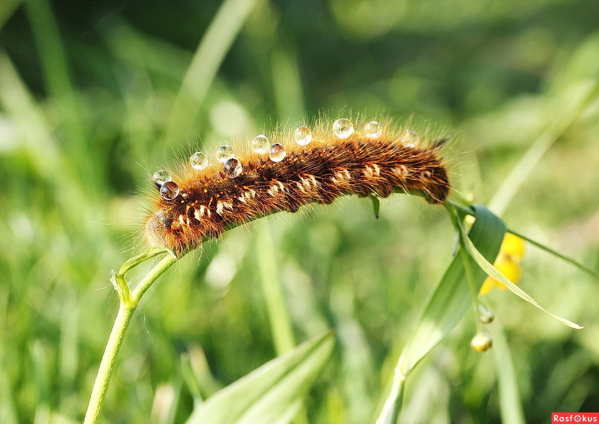 Ромашка и гусеница макро