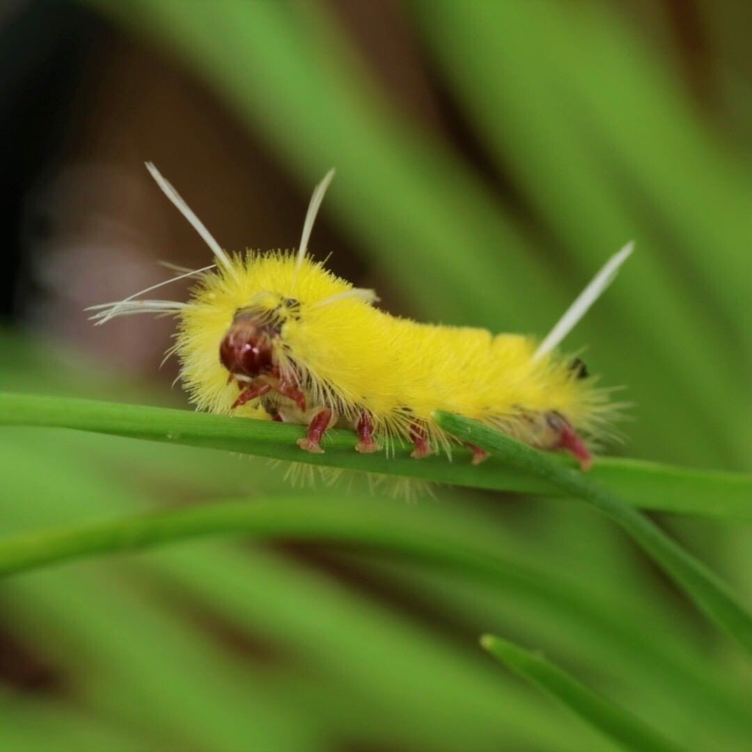 Macroglossum stellatarum гусеница