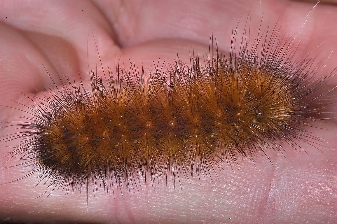 Гусеница волосатик