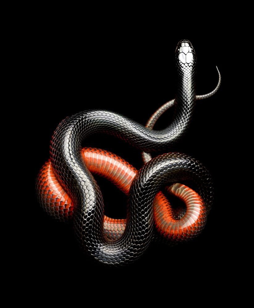 Блейк Снейк чёрная змея