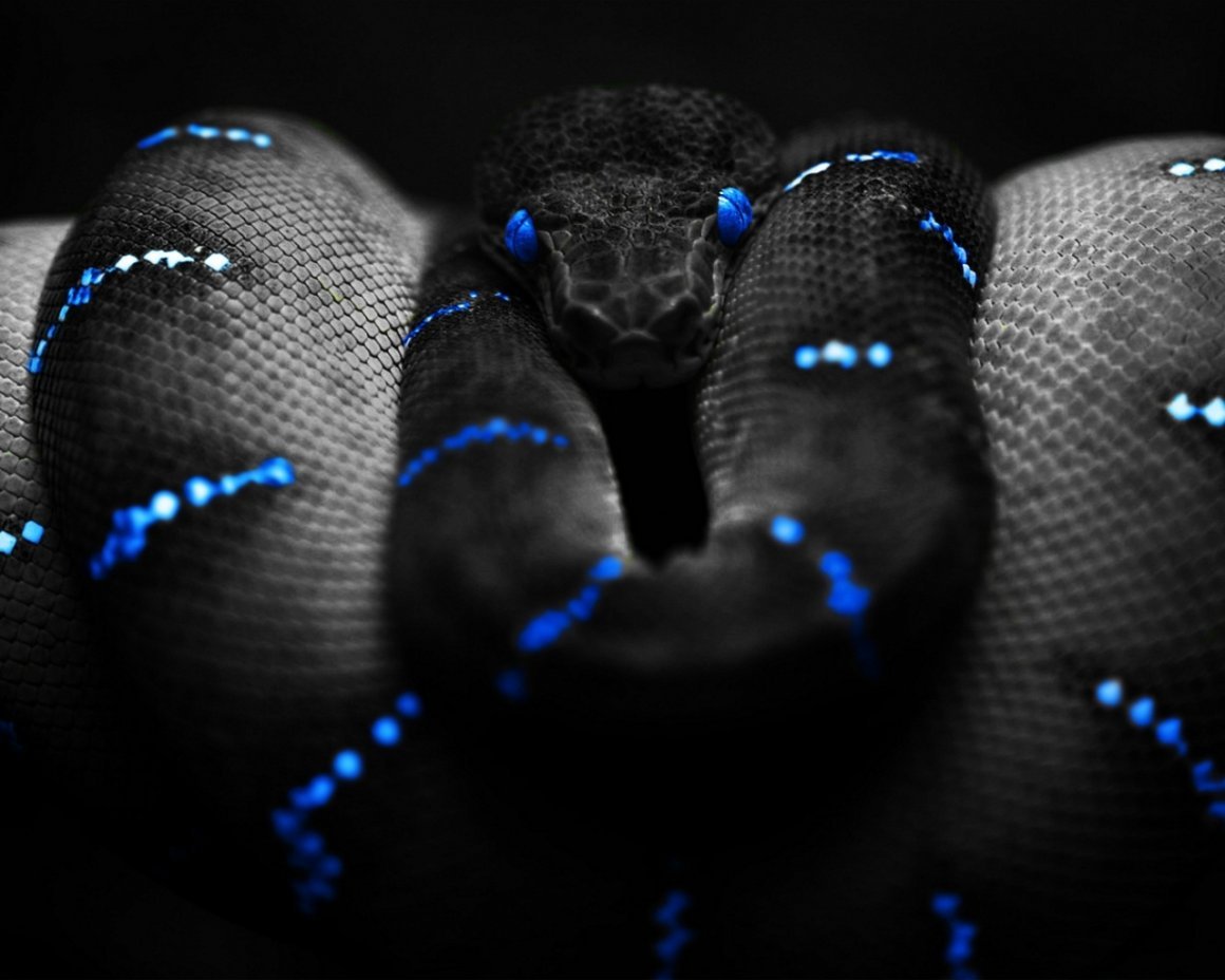 Красивые черные змеи