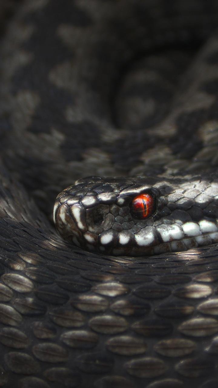 Черная змея на голове пятна. Чёрная гадюка змея. Чёрная змея с белыми пятнами. Чёрная змея с красными пятнами на голове. Черная змея с белым брюхом.