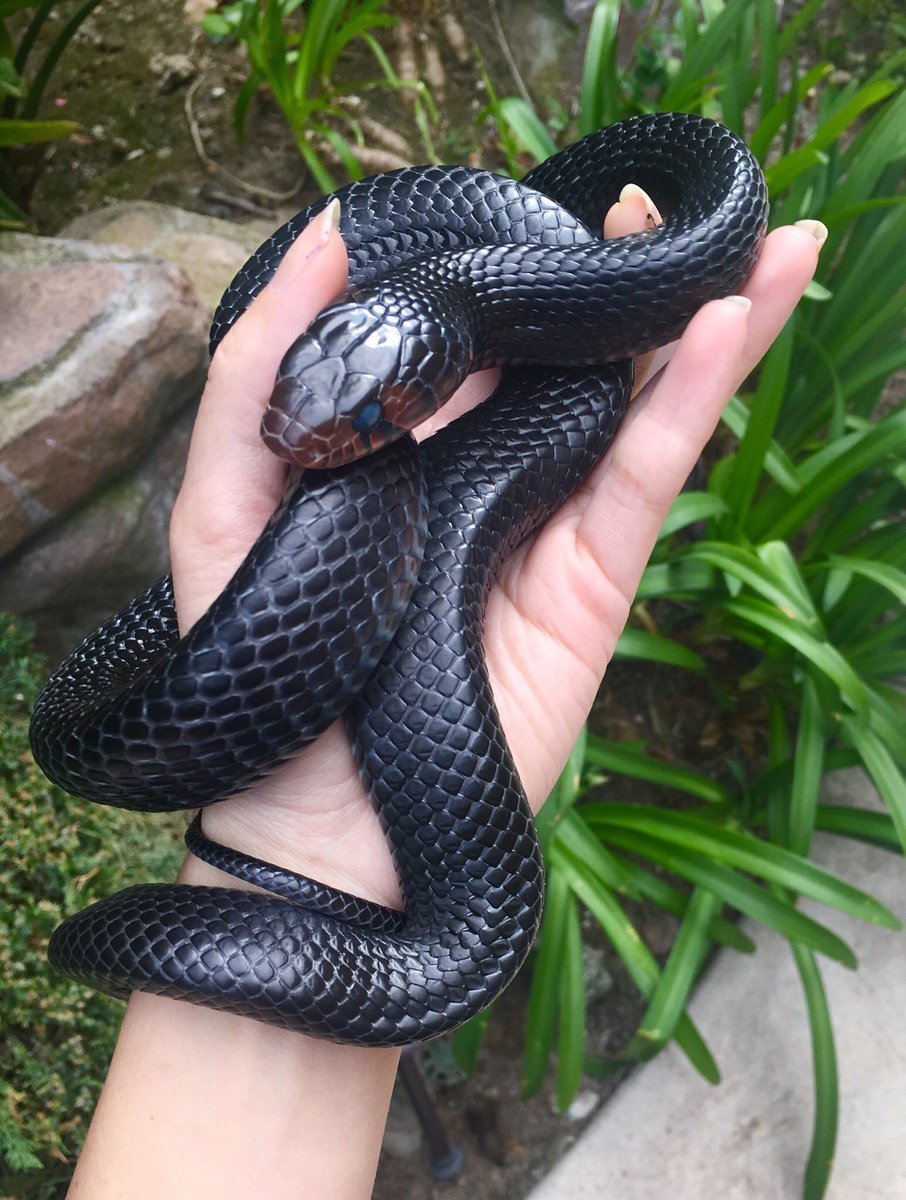 Черный полоз змея