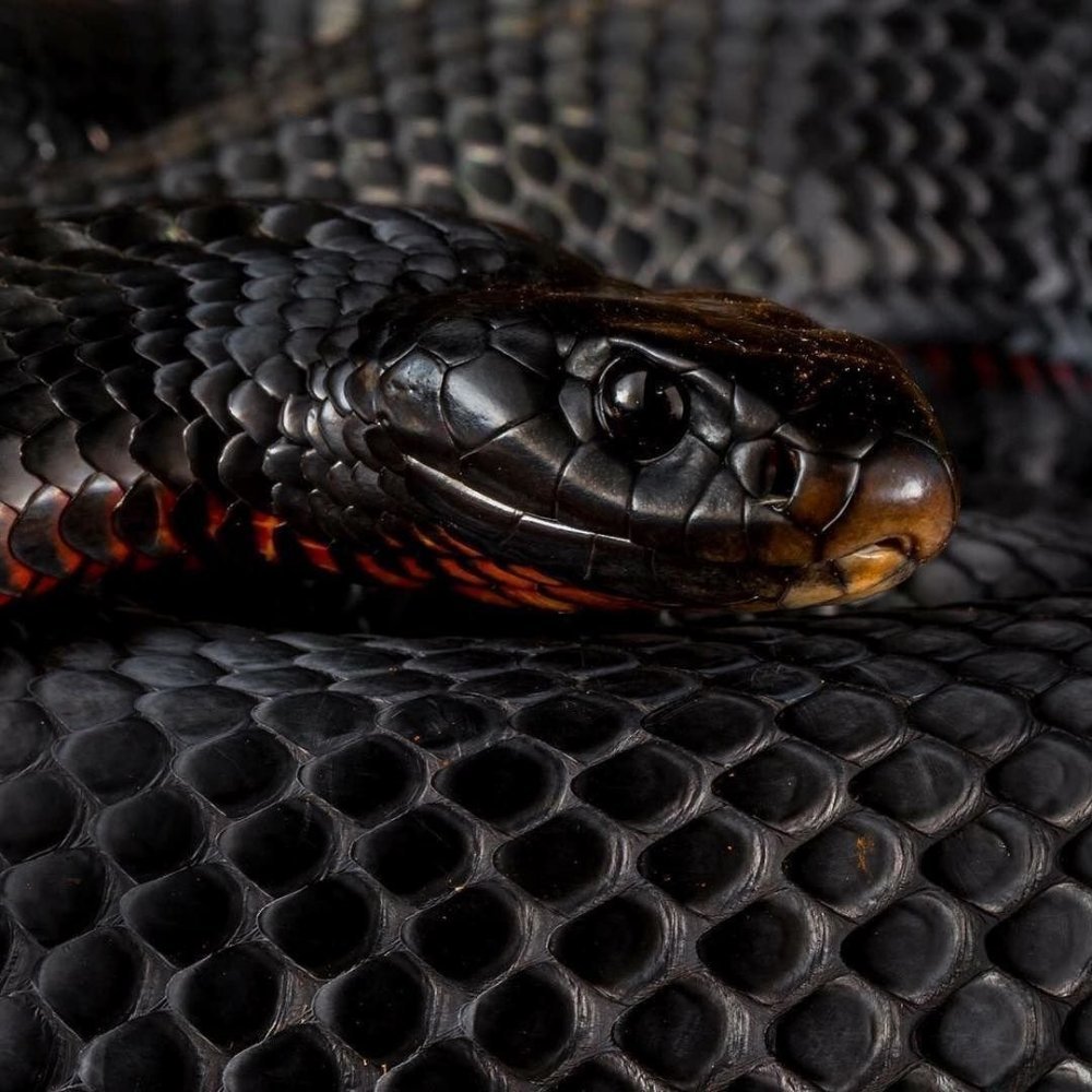 Тайпан австралийская тигровая змея