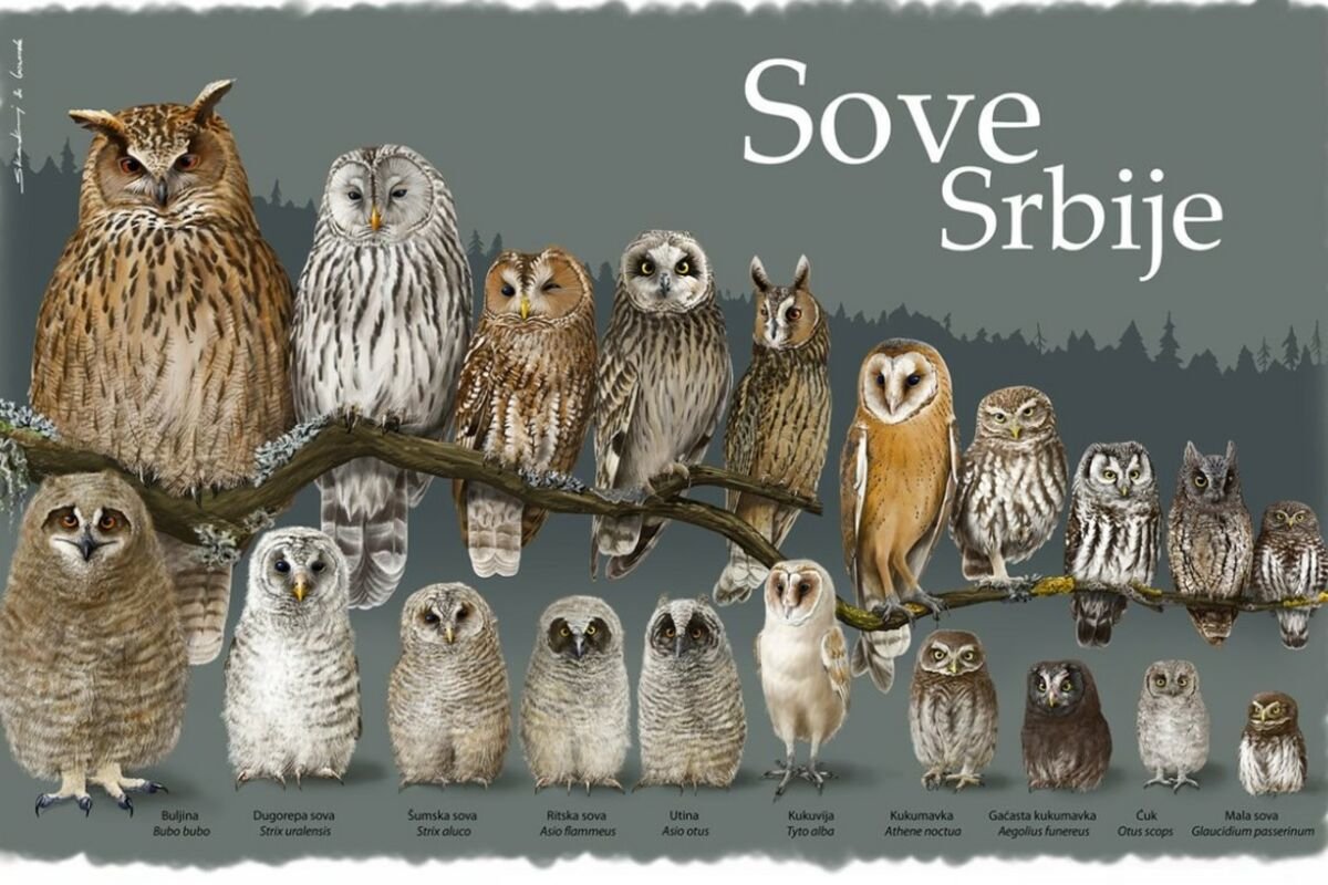 Отряд совиных представители