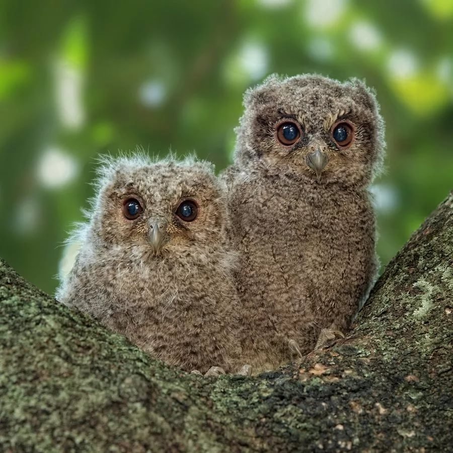 Домовый Сыч птенец