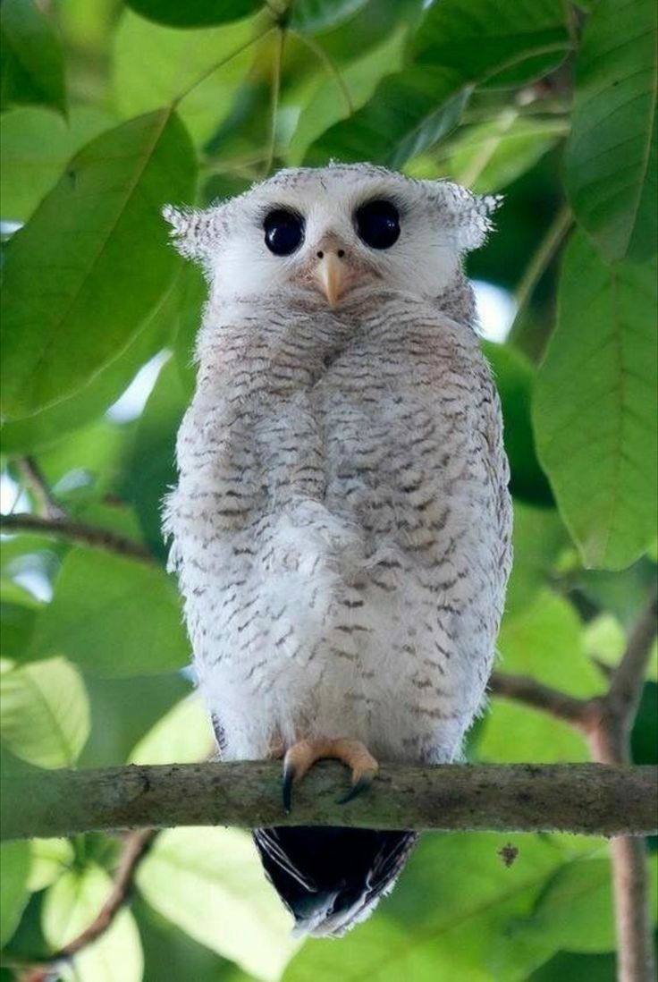 Сова породы неясыть