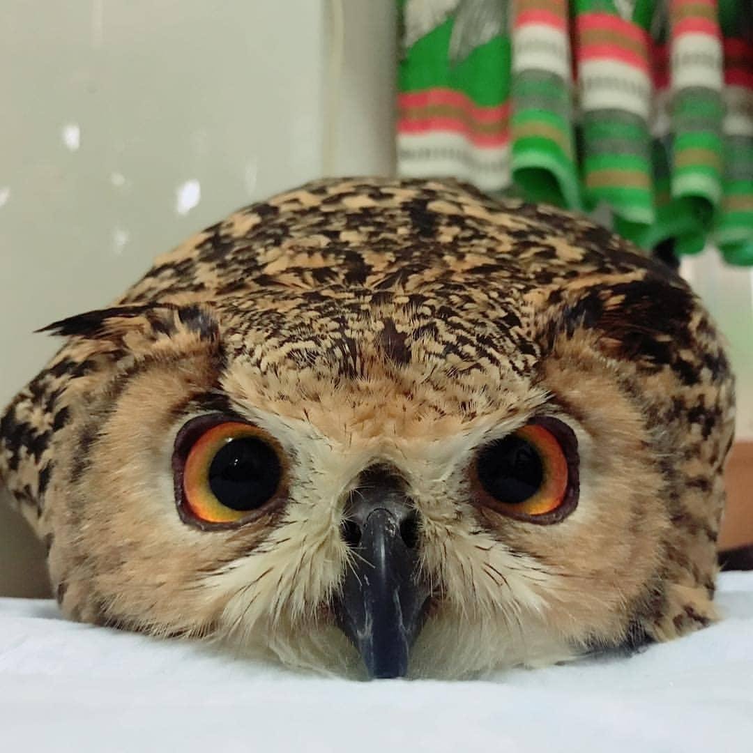 Сова Капуша