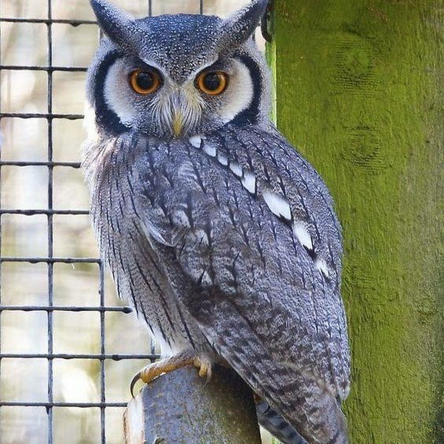 Сплюшка Сыч сипуха