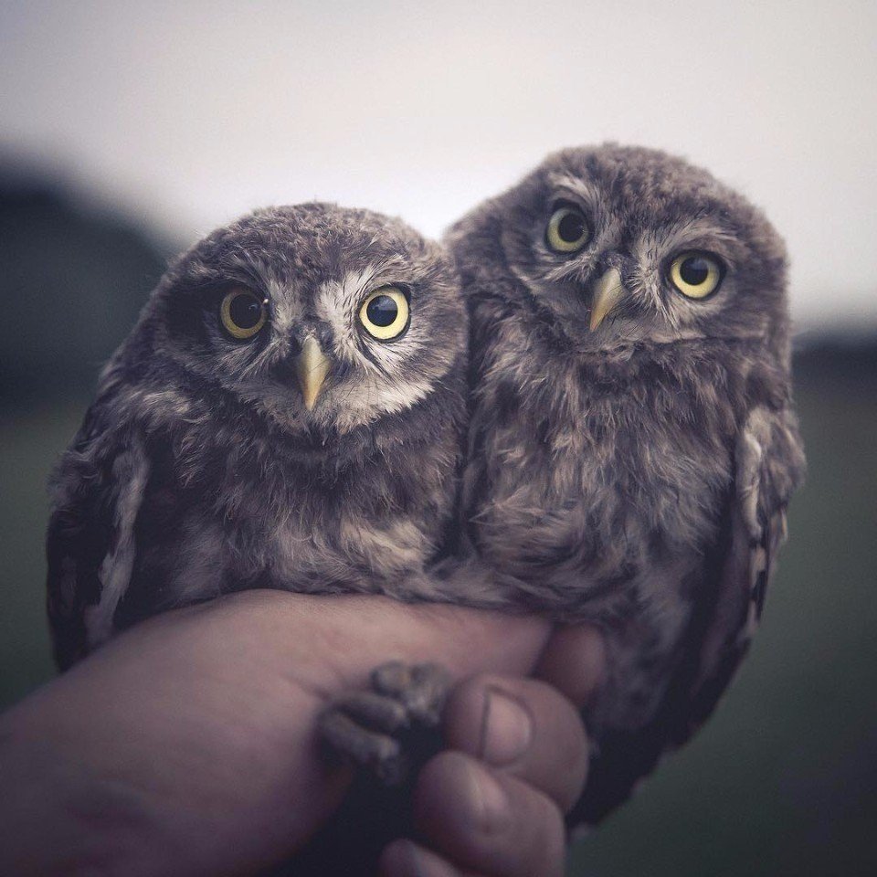 Милые Совята