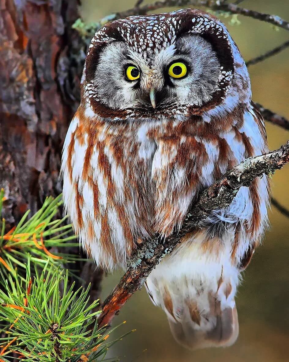 Филин и неясыть