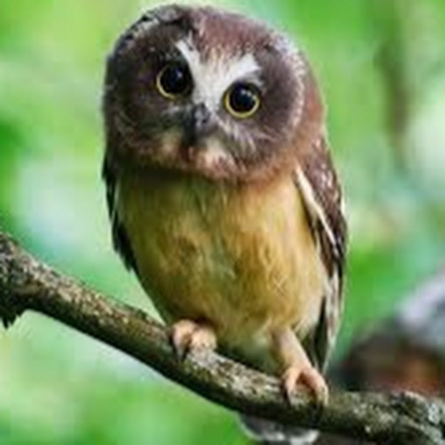 Карликовая Сова сплюшка