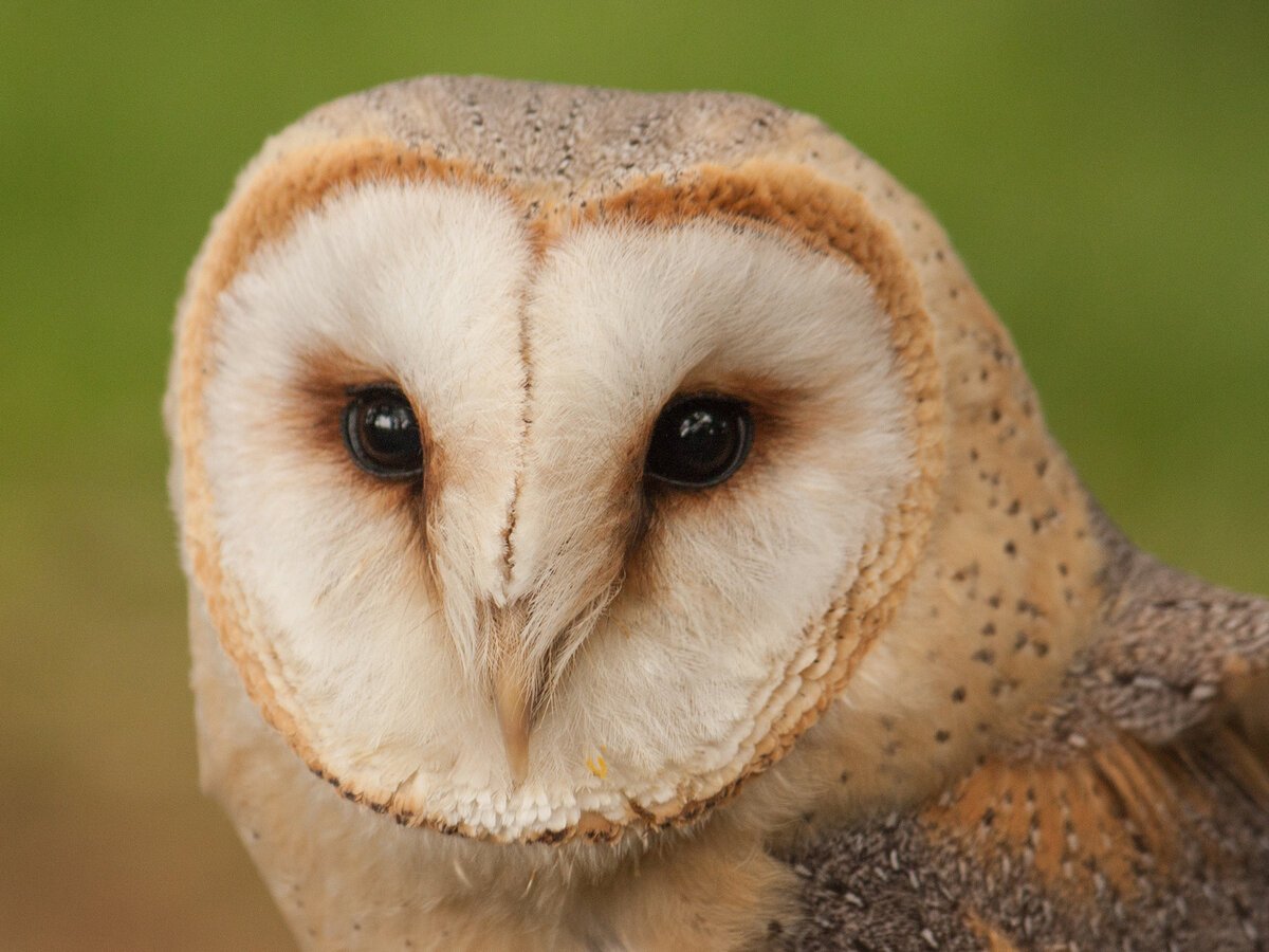 Сипуха Тито Альба