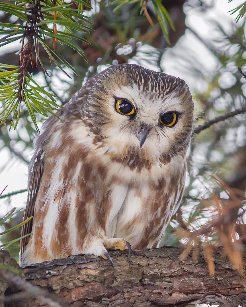 Мохноногий Сыч