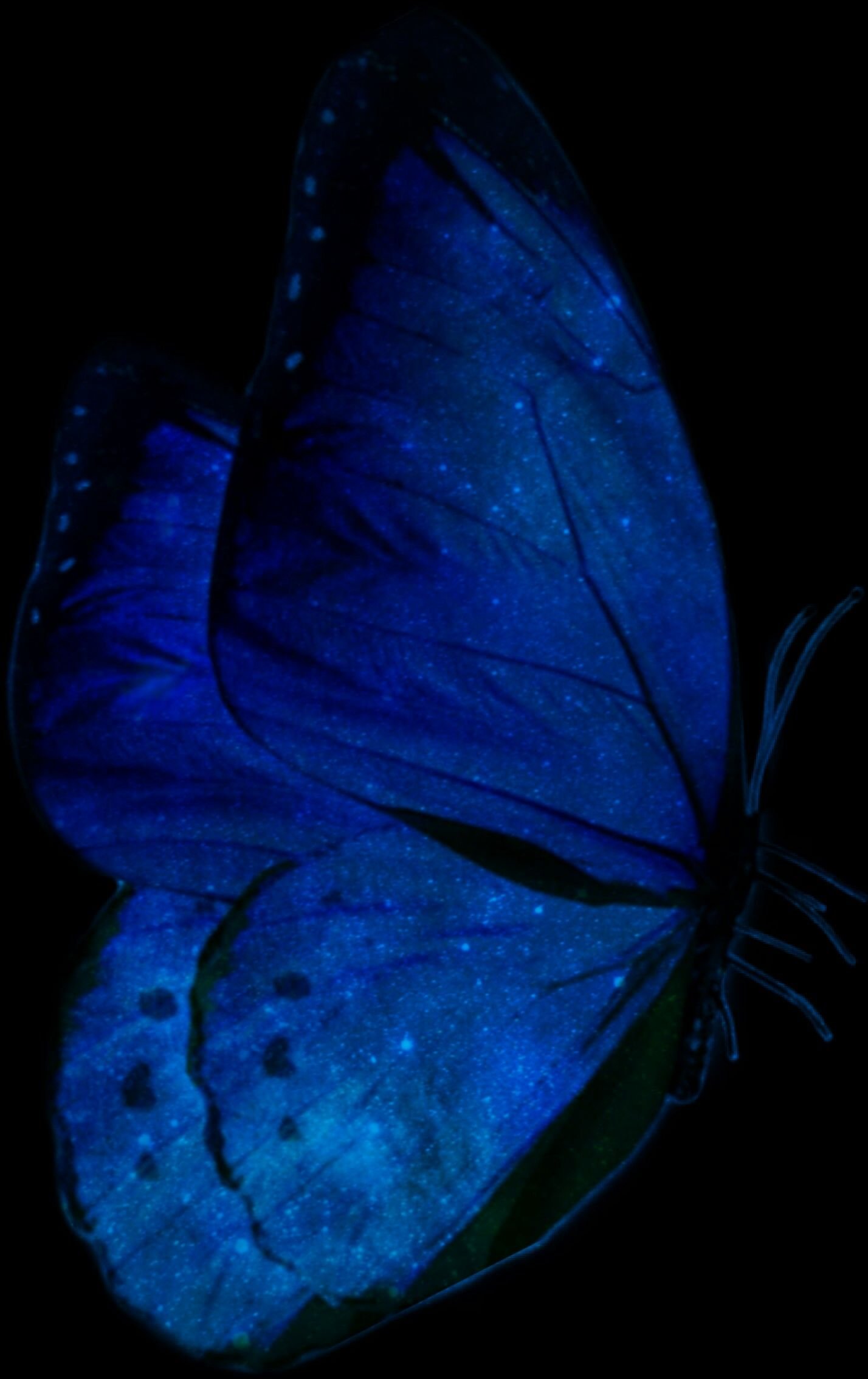 Черно синяя бабочка. Голубая бабочка на черном фоне. Голубые бабочки Эстетика. Синяя бабочка на черном фоне.