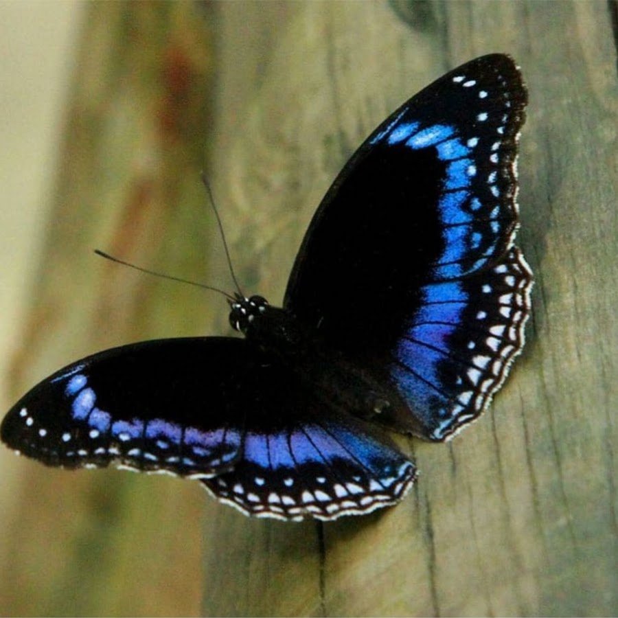 Черно синяя бабочка. Морфо Амфитрион. Черный Кардинал бабочка. Блу МОРФА. Бабочка Блю Морфо.