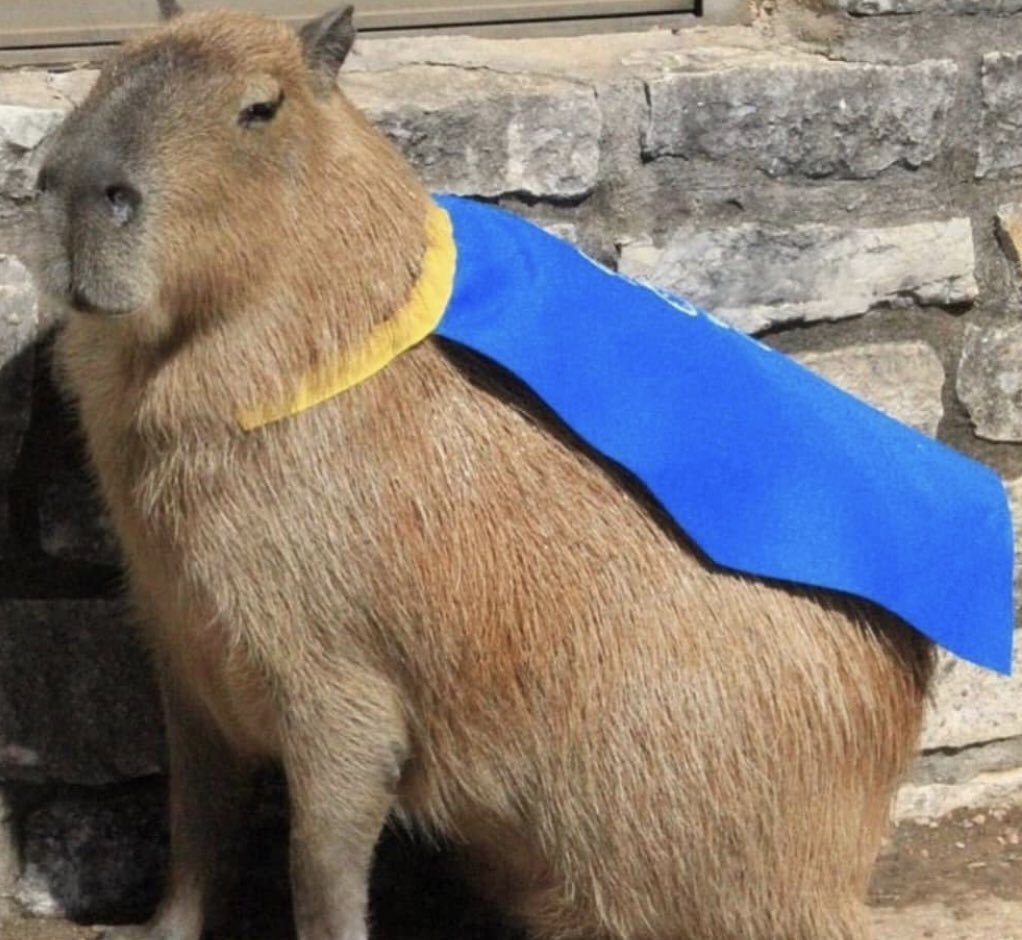 Капибара диктатор