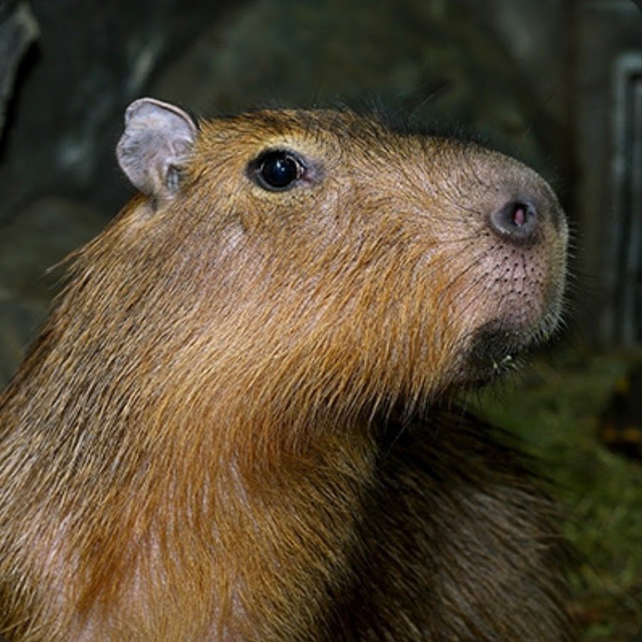 Капибара Алексин