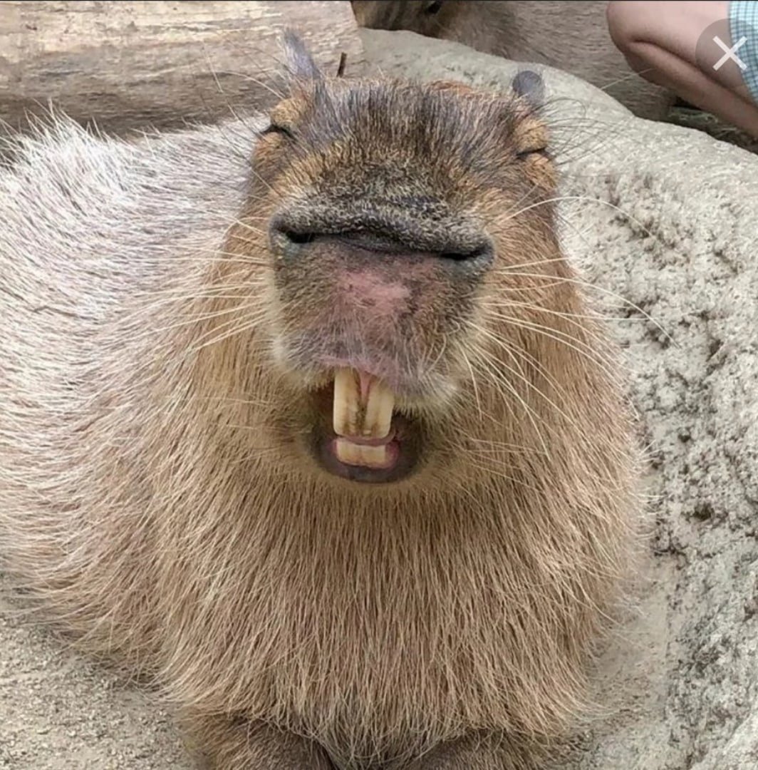 Капибара лапы