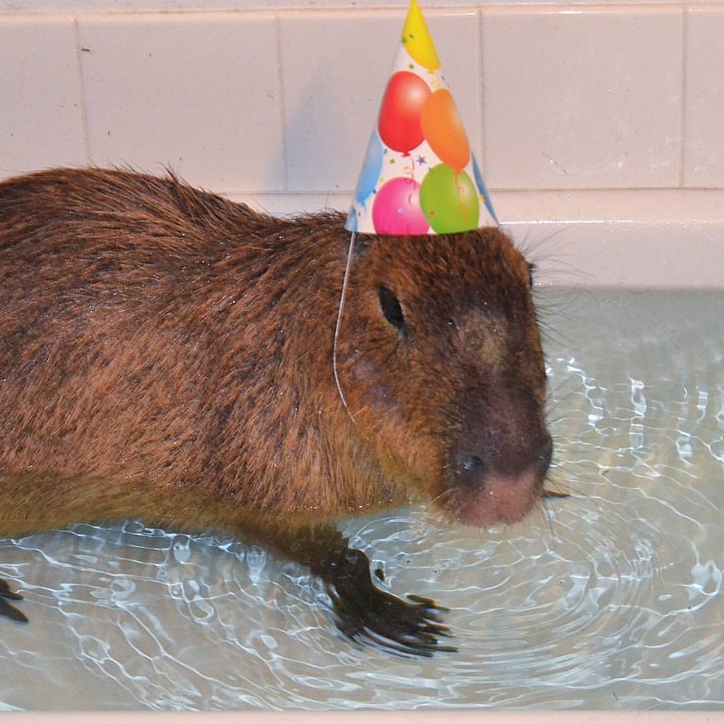 Капибара плывет