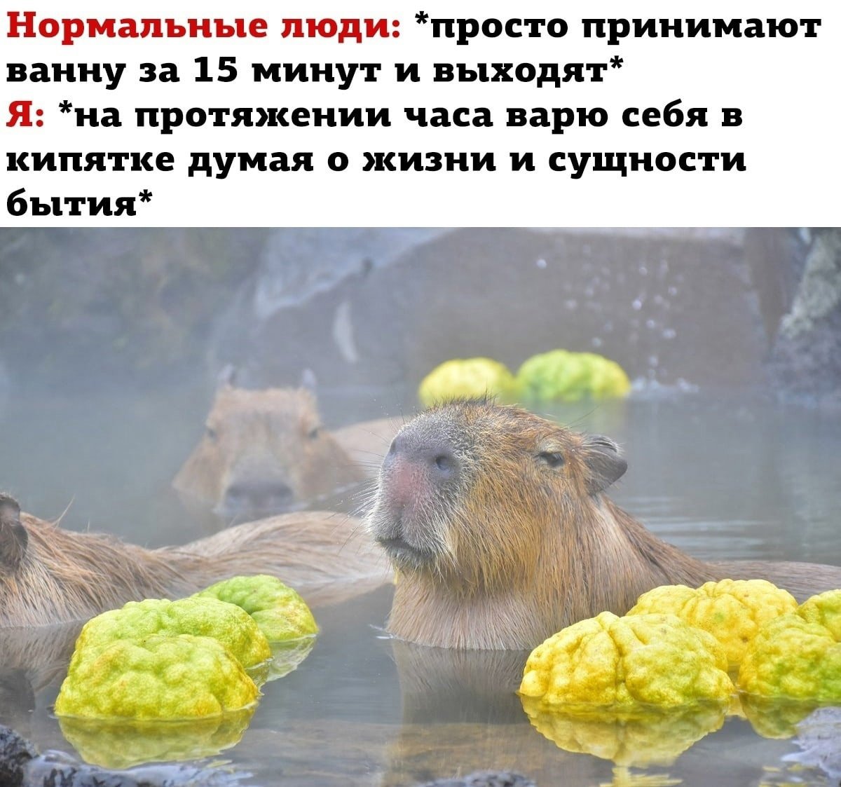 Капибара Чимин