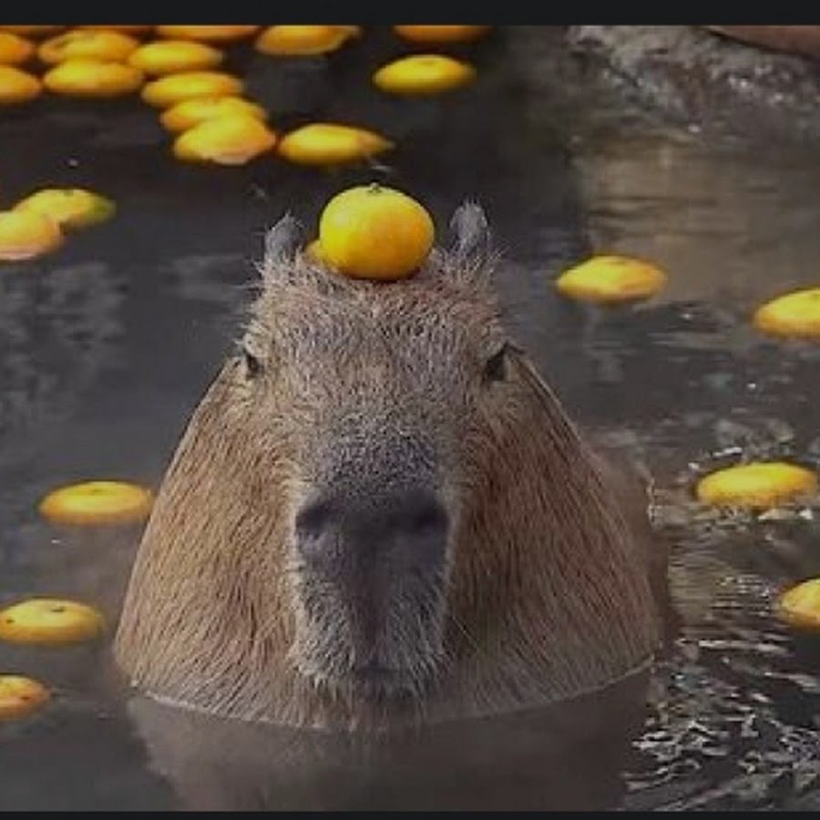 Капибара в воде с апельсином на голове