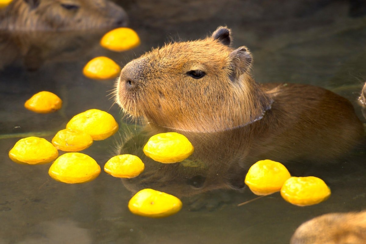 Капибара с апельсином