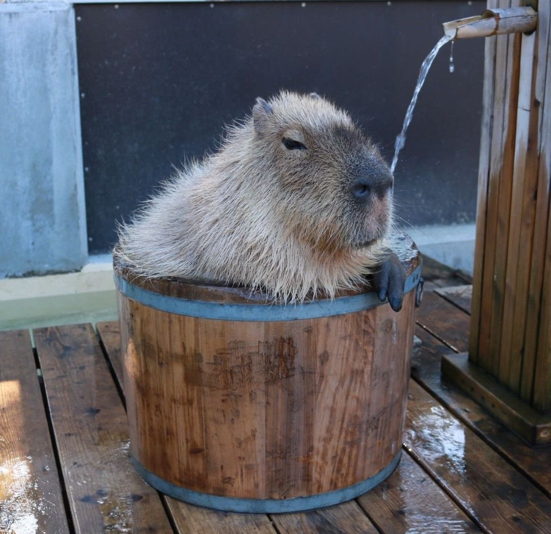 Капибара кайфует