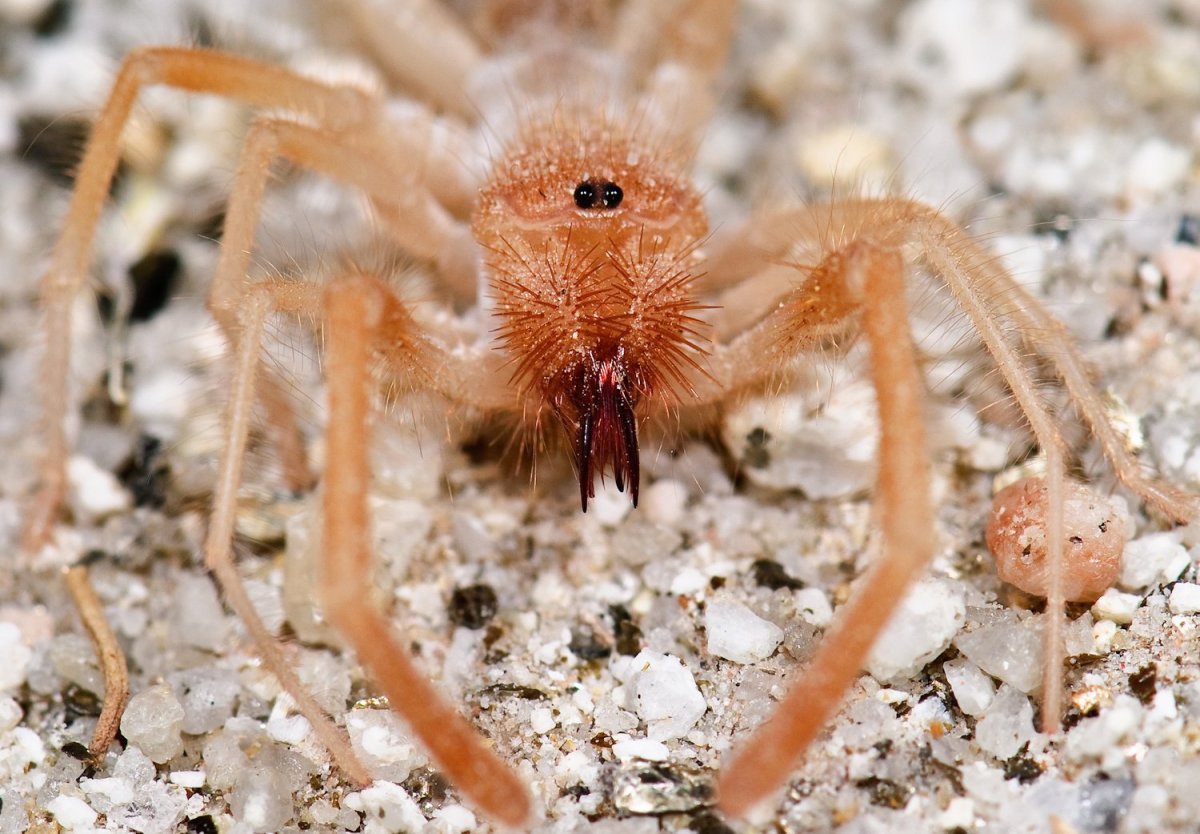 Фаланга паук Астраханский