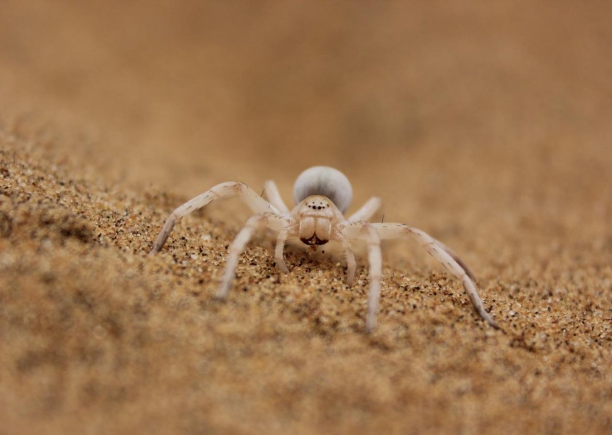 Carparachne aureoflava