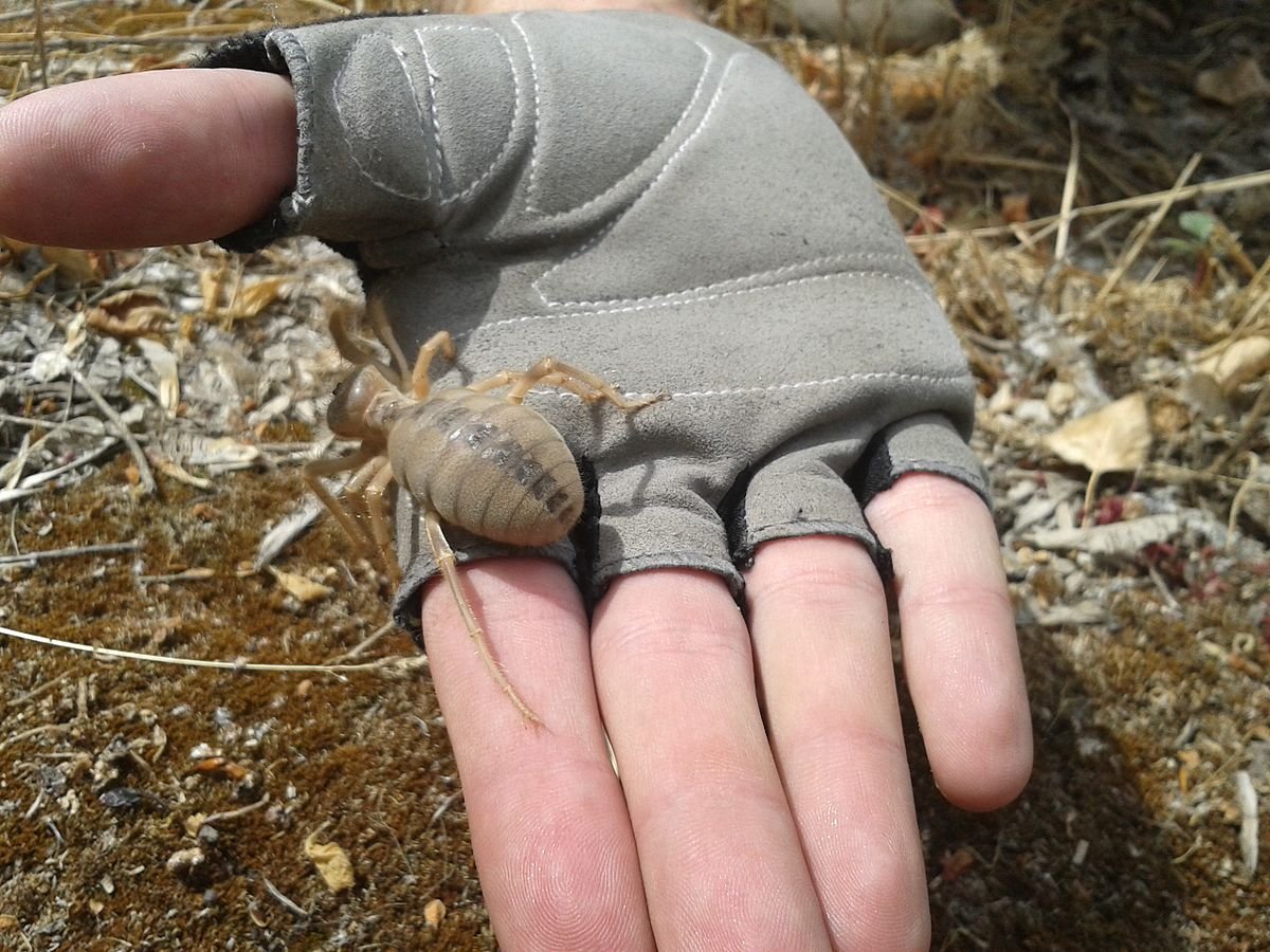 Жук фаланга