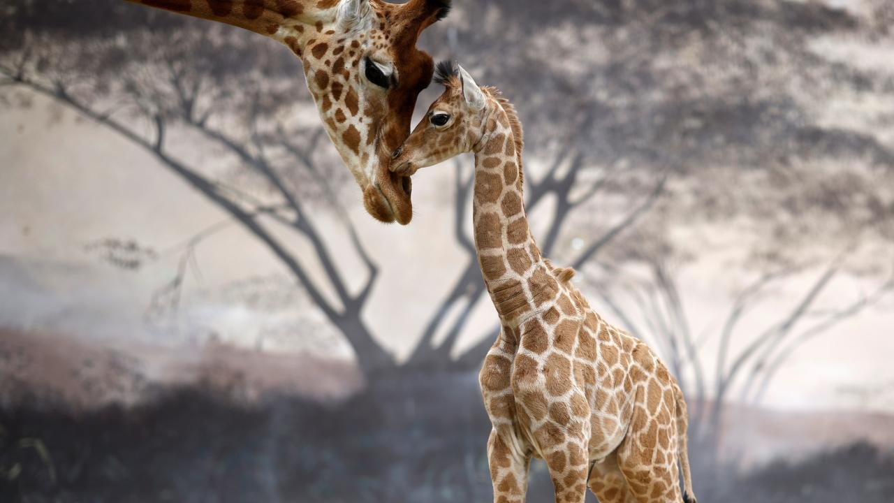 Красивый Жираф. Жираф с детенышем. Детеныш жирафа. Малыш Жираф. Сколько всего детенышей жирафа родилось за два
