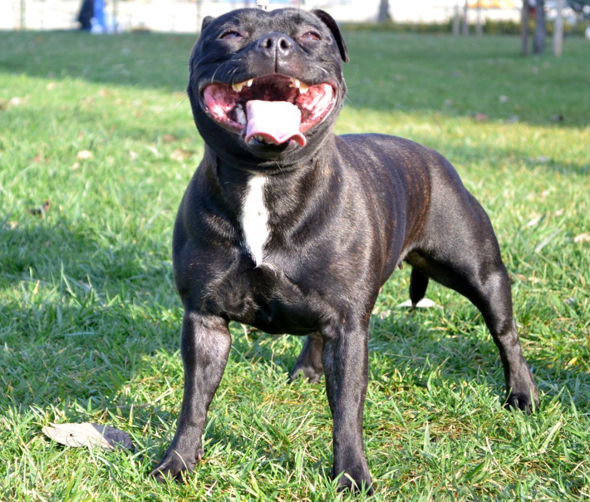 Стаффордширский бультерьер