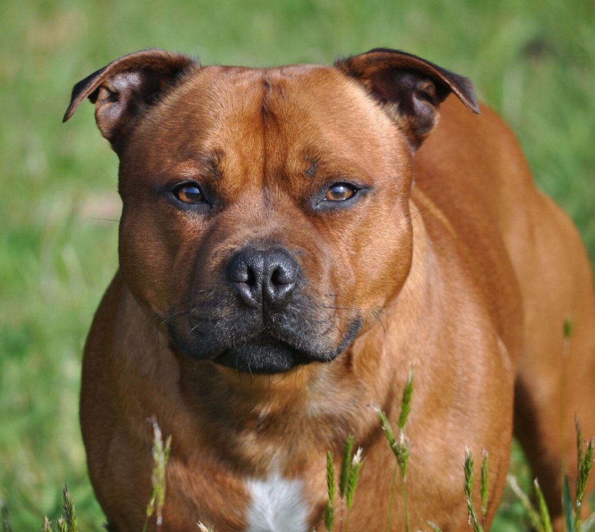 Стаффордширский американский Буль