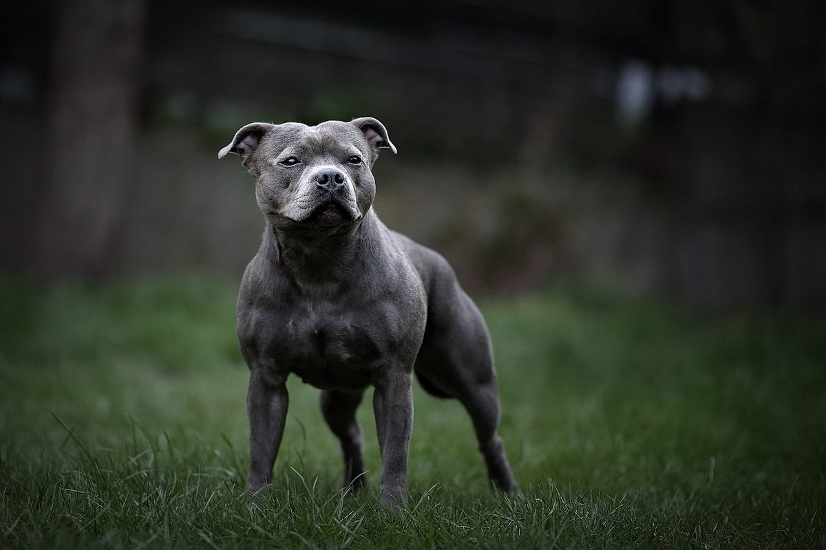 Ам стаффордширский Мопс