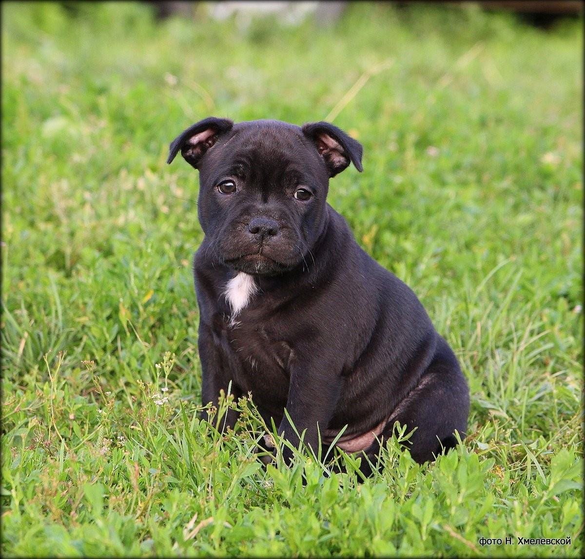 Английский стаффбуль