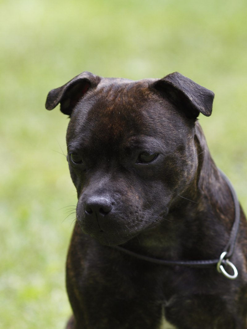 Бархатистый стаффордширский бультерьер голубой