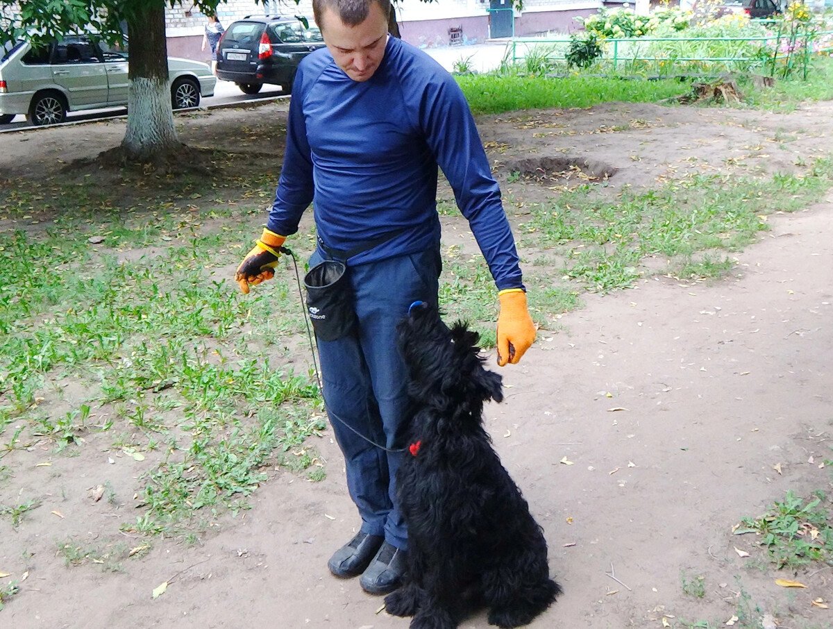 Ротвейлер и Ризеншнауцер