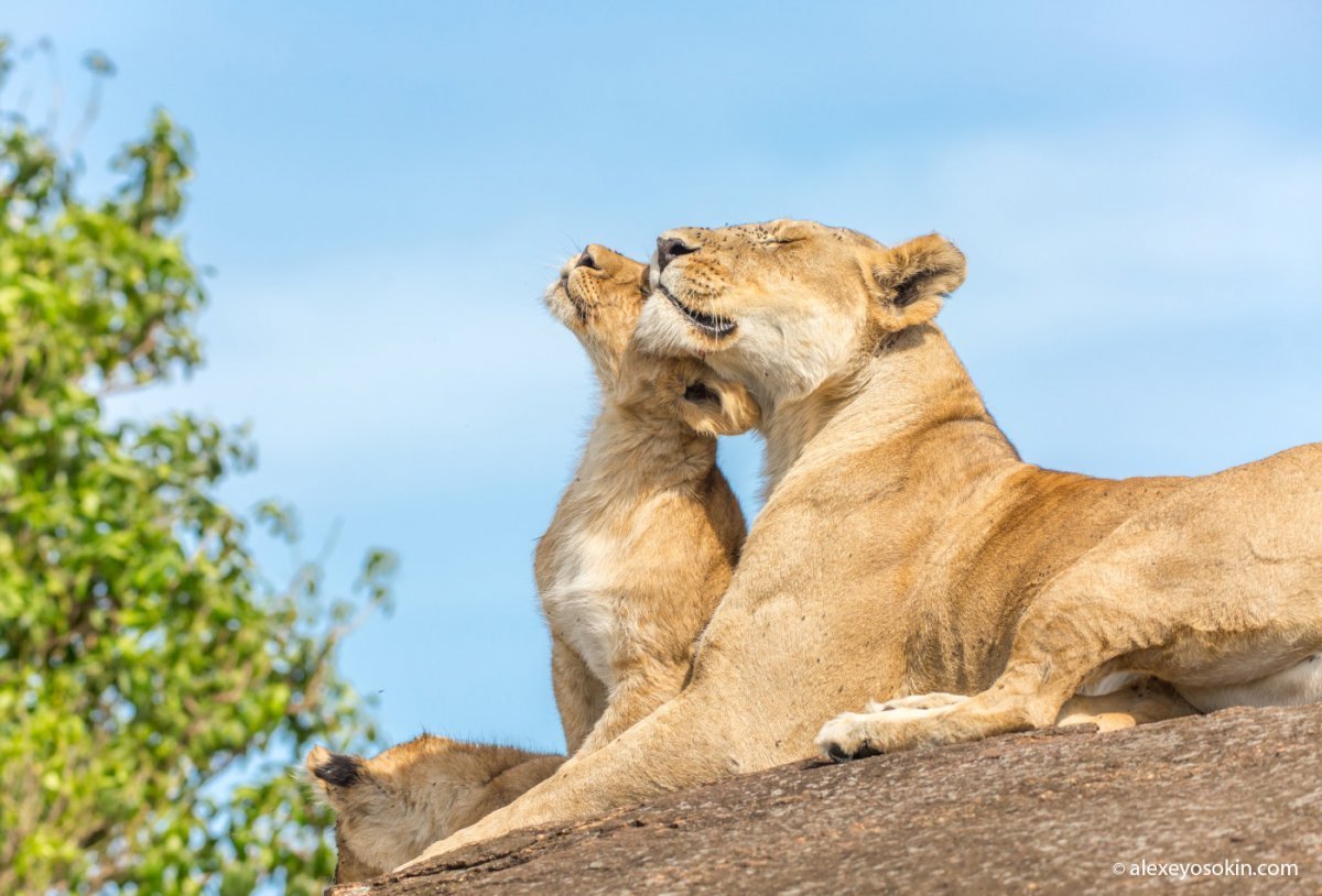Львица сзади львенка