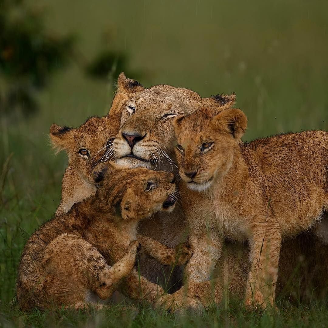 Львица с тремя львятами