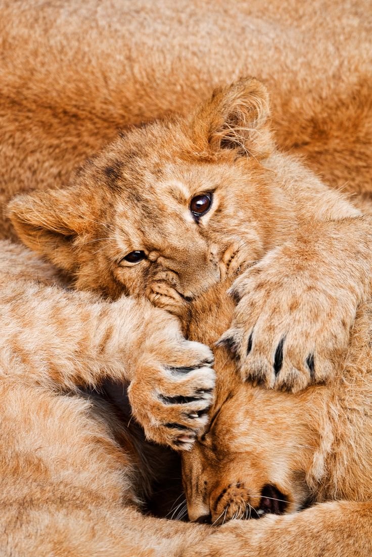 Обнимашки львята