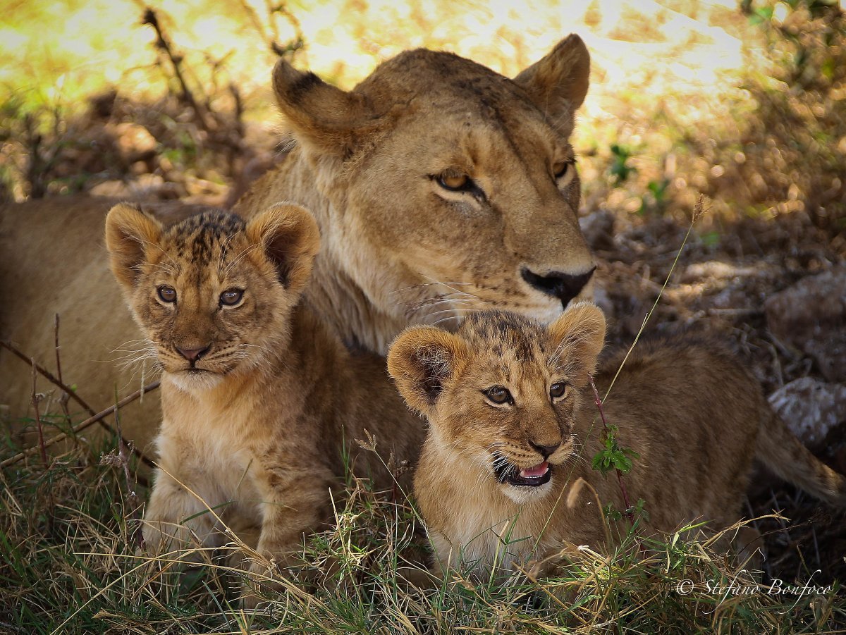Львица с двумя львятами