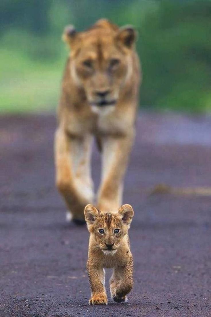 Львица бежит