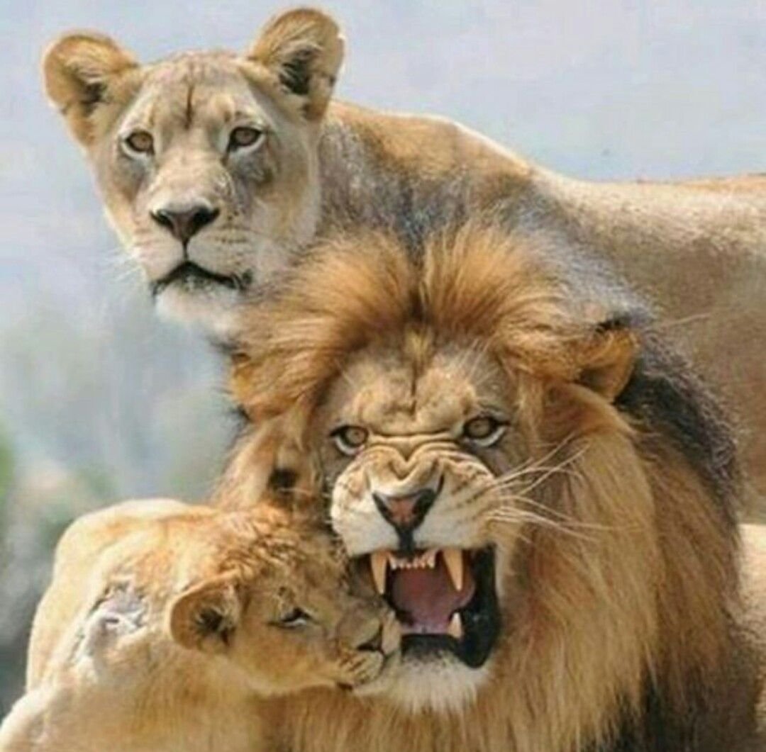 Лев львица и Львенок